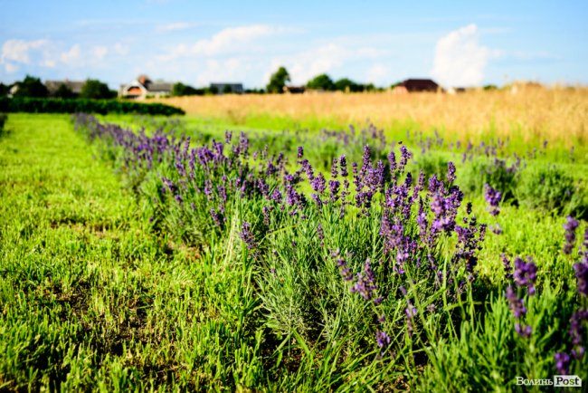 «Це – наша третя дитина»: на Волині подружжя створило лавандову плантацію. ФОТО