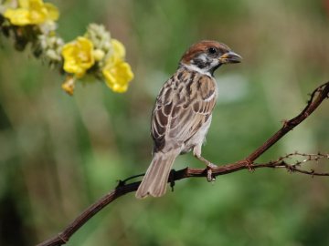 20 березня – яке сьогодні свято та що не можна робити в цей день