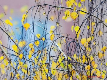 «Дідове літо» у Луцьку. ФОТО