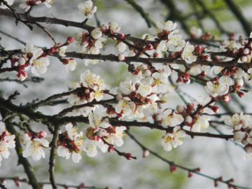 Погода в Луцьку та Волинській області на четвер, 16 квітня