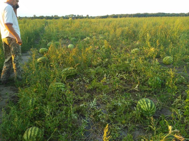 «Немає нічого неможливого»: як волинянин виростив 120 тонн кавунів