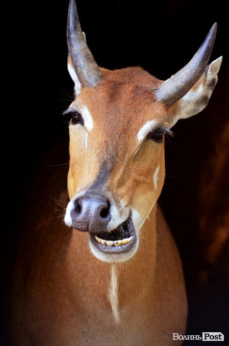 Фотопогляд: звірі луцького зоопарку
