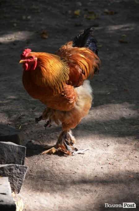 Фотопогляд: звірі луцького зоопарку