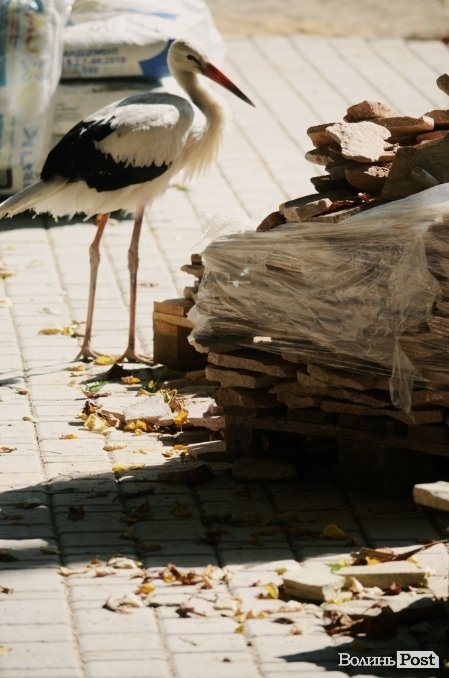 Фотопогляд: звірі луцького зоопарку