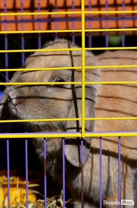 Фотопогляд: звірі луцького зоопарку