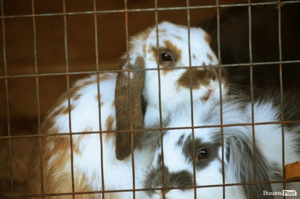 Фотопогляд: звірі луцького зоопарку