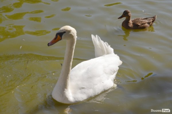 Фотопогляд: звірі луцького зоопарку