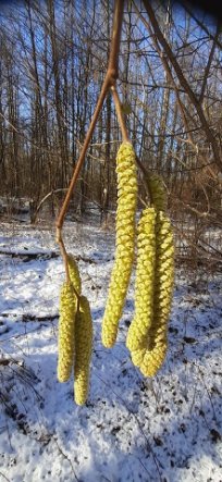 «Білочки залишаться без горішків»: на Волині через аномальне тепло цвіте ліщина