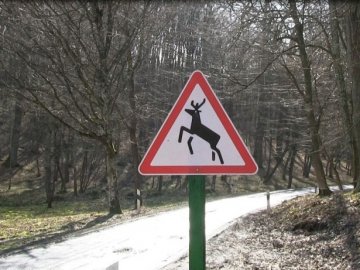 У «Волинській Швейцарії» - поповнення оленів. ВІДЕО