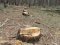 Волинянин вирубав лісу на 75 тисяч гривень