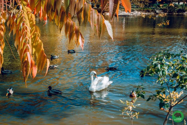 Жовтогаряча осінь у Луцькому зоопарку. ФОТО