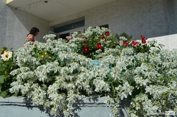 Місто, яке я люблю. Квіти Луцька