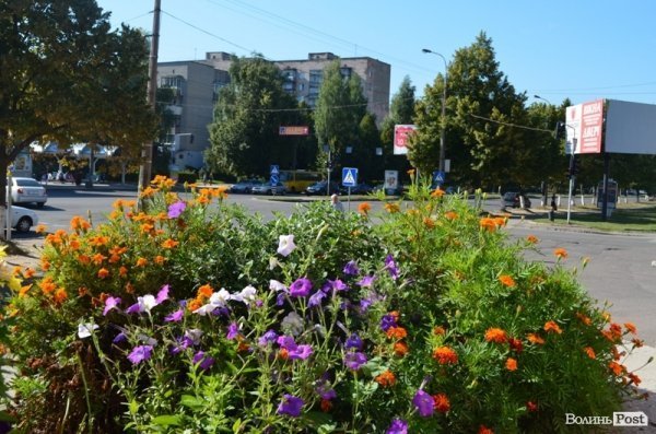 Місто, яке я люблю. Квіти Луцька