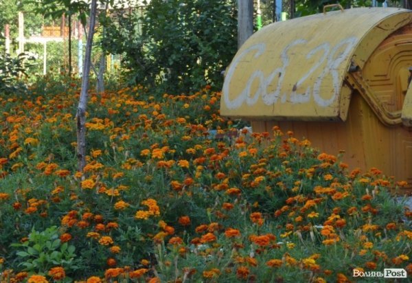 Місто, яке я люблю. Квіти Луцька