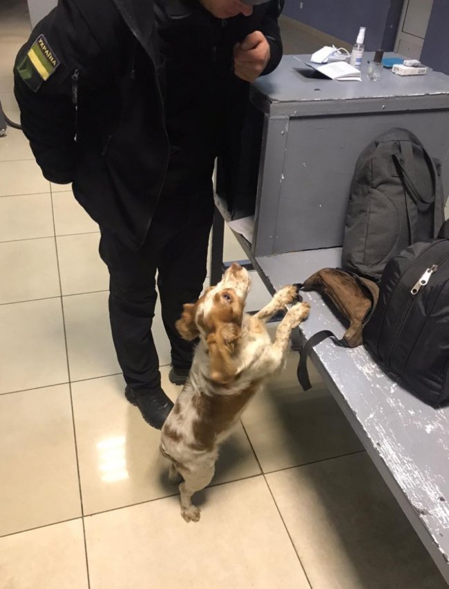 На «Ягодині» в пасажира рейсового автобуса виявили наркотики. ФОТО