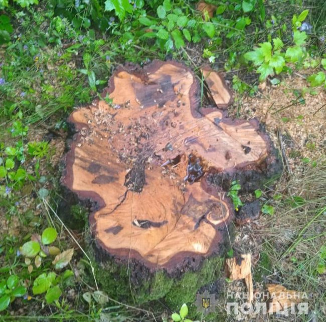 30-річний волинянин заплатить 80 тисяч за те, що незаконно зрубав дерева у лісі