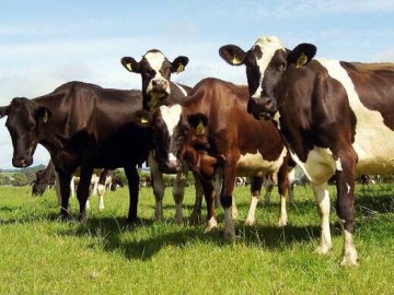 Через інфекційну хворобу, від якої раніше загинули олені, в районі на Волині – гибель свійських тварин