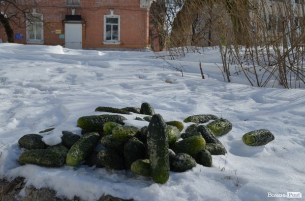 Луцьк після снігопаду. ФОТО