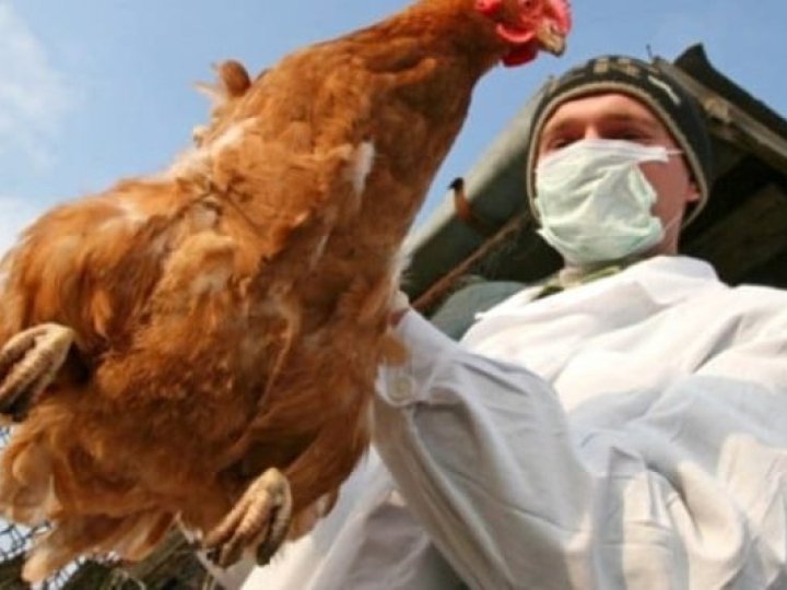 На Волинь привезли партію вакцини для домашньої птиці