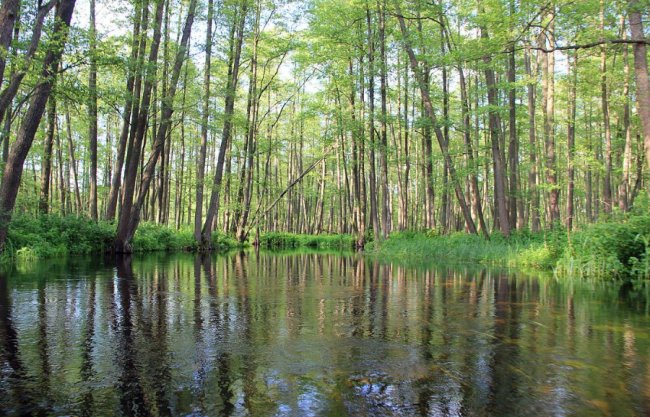 Волинський фотограф показав красу «високої води» річки Стохід. ФОТО