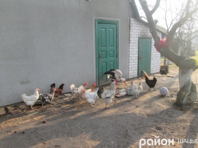 Лелека прижився у волинській родині, яка його врятувала