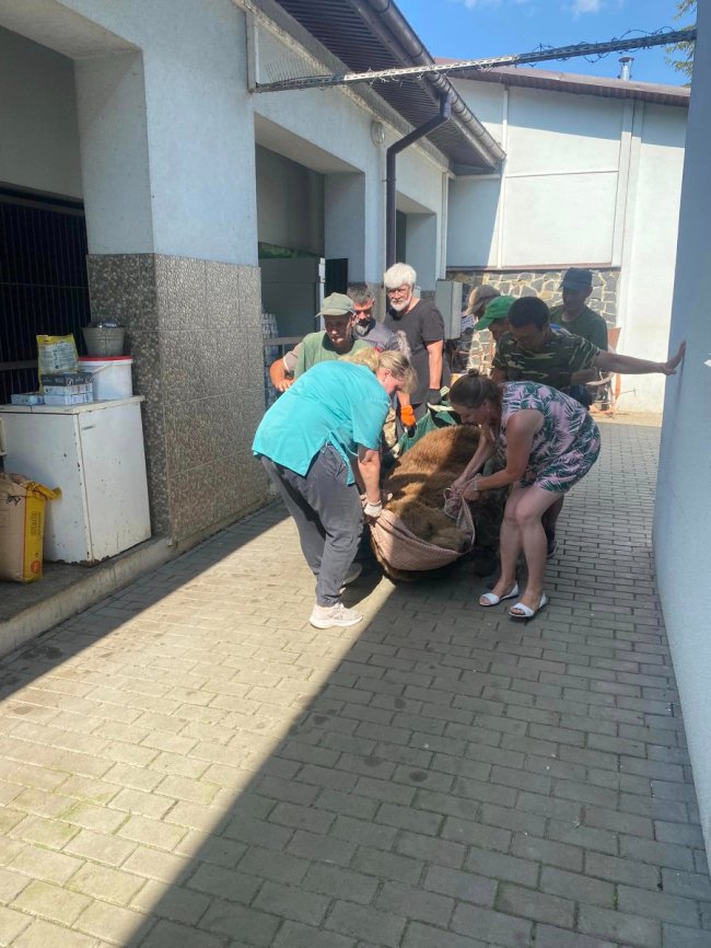 Троє ведмедів з Луцького зоопарку переїхали за кордон