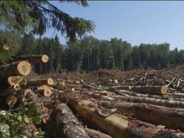 Санітарну вирубку лісів на Волині заборонили