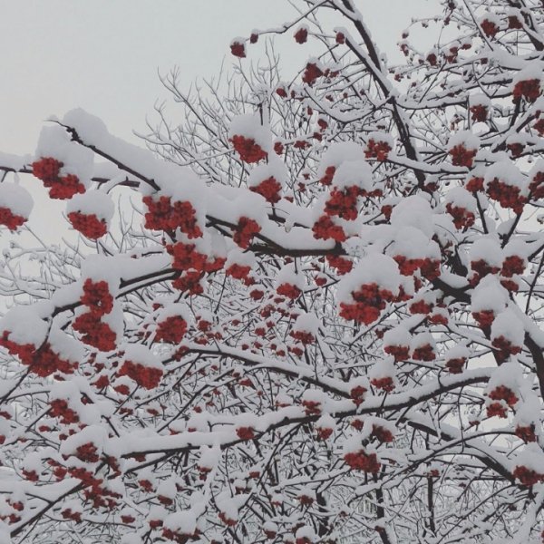 Горобина на вулиці Гордіюк від Ірини Карманчикової