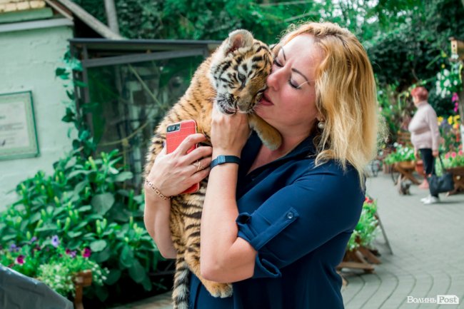 Смугасті будні: як у луцькому зоопарку живе тигреня Тріша. ФОТО