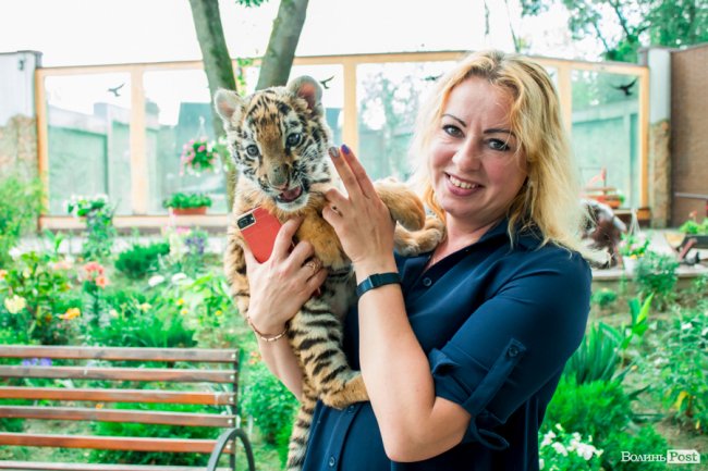 Смугасті будні: як у луцькому зоопарку живе тигреня Тріша. ФОТО
