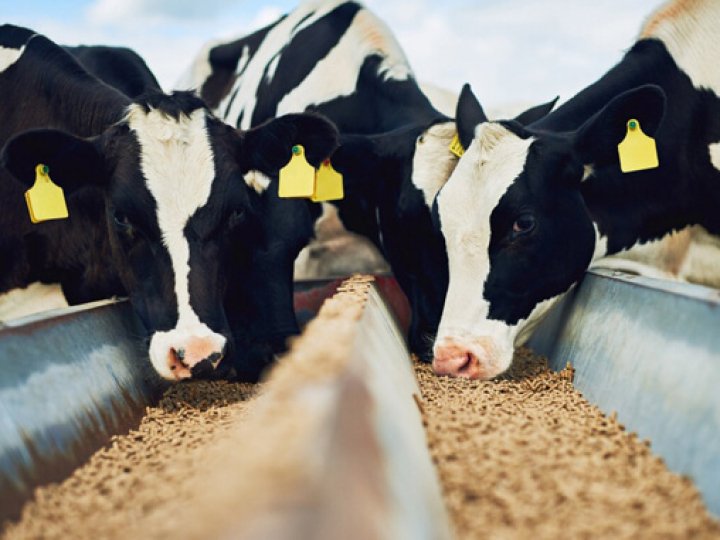 На Волині побудують комплекс із виробництва кормових добавок