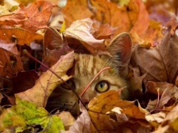 Якою буде погода у Луцьку в понеділок, 12 жовтня