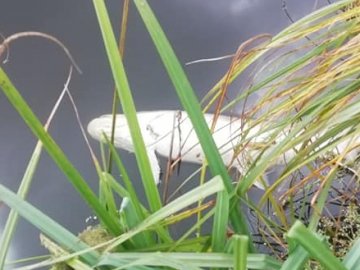 Купи дохлої риби і сморід: на Волині виявили підозрілу водойму. ФОТО