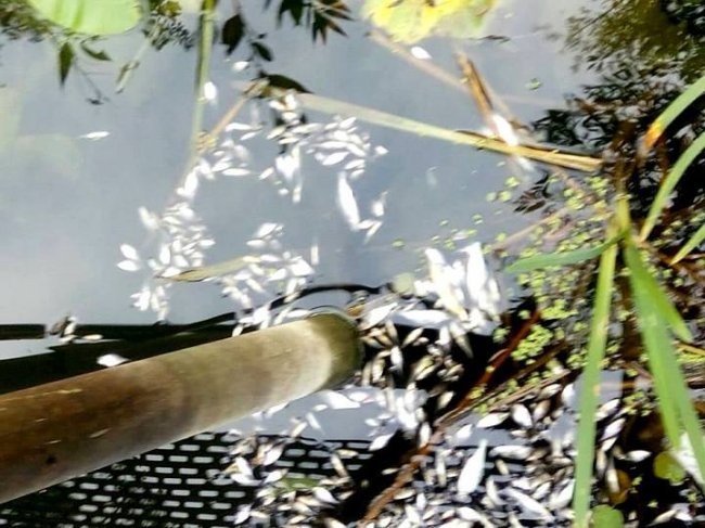 У річці на Волині плаває мертва риба. ФОТО