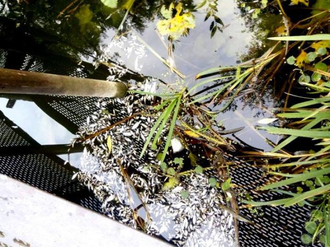 У річці на Волині плаває мертва риба. ФОТО