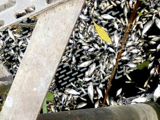 У річці на Волині плаває мертва риба. ФОТО