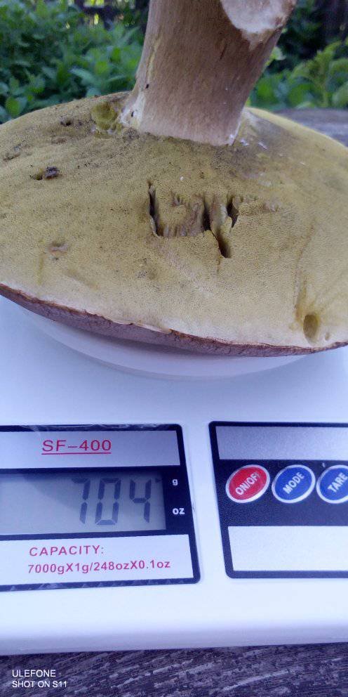 На Волині – у розпалі грибний сезон