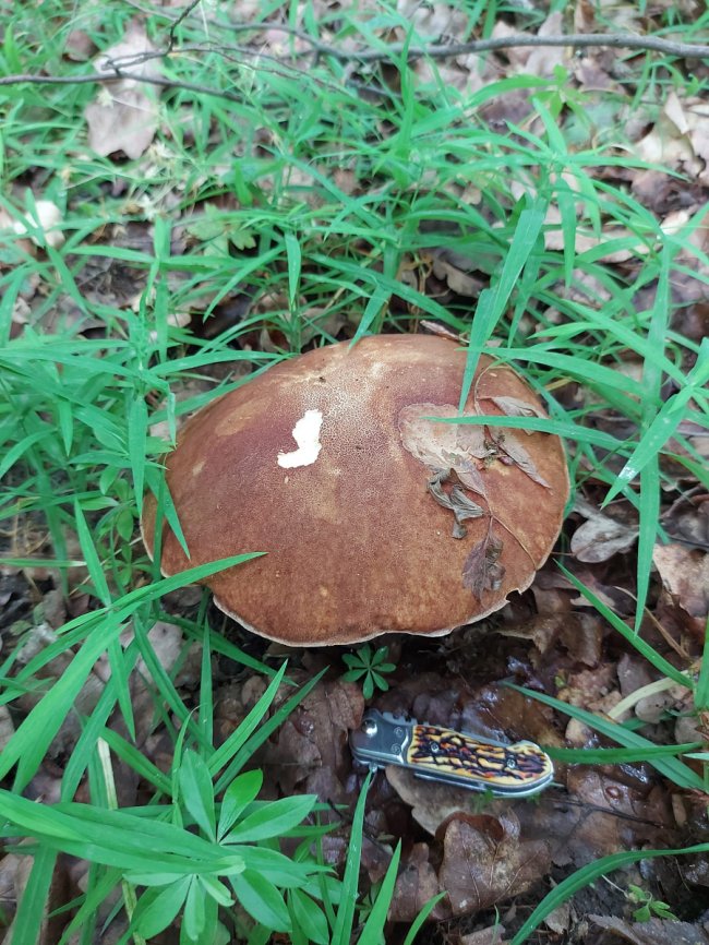 На Волині – у розпалі грибний сезон