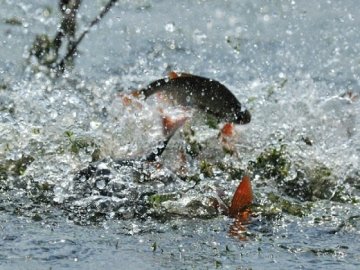 300 кг карася випустили нововолинські рибалки у місцеву водойму.ФОТО