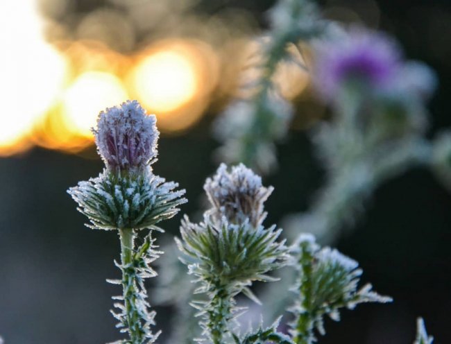 Волинський медійник поділився «морозними» світлинами
