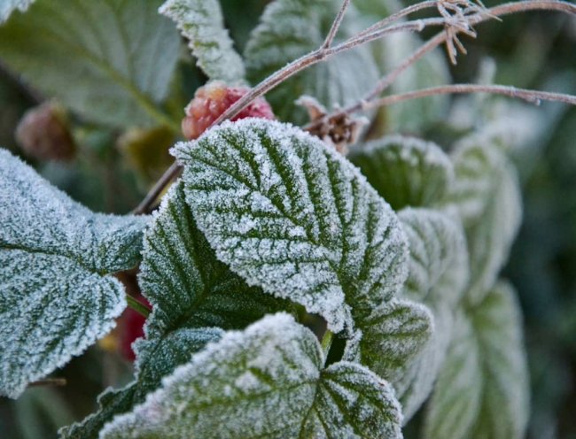 Волинський медійник поділився «морозними» світлинами