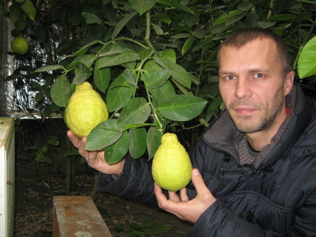 Бізнес із кислинкою: як волинянин «піднявся» на лимонах