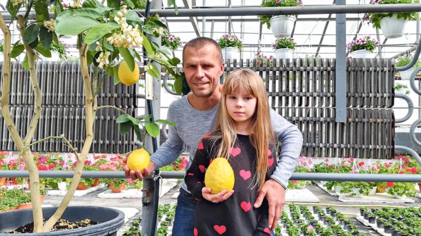 Бізнес із кислинкою: як волинянин «піднявся» на лимонах