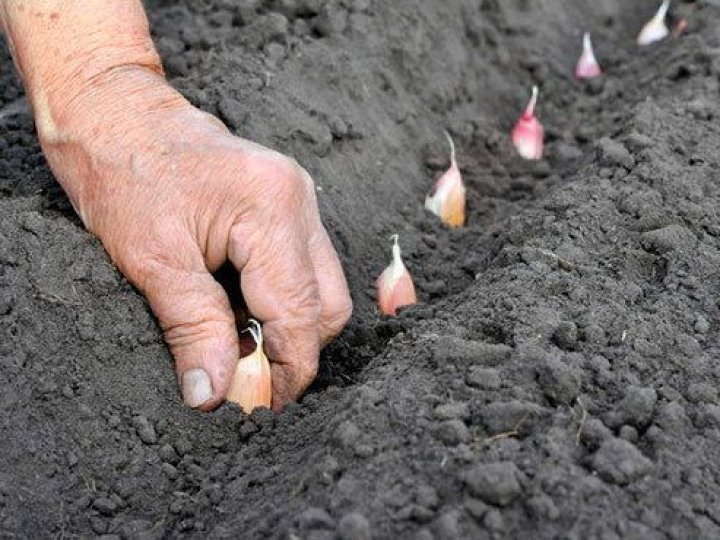 Як підготувати грядку під озимий часник: що внести в ґрунт восени