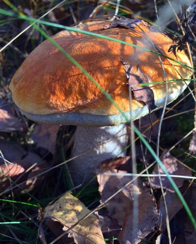 Волинянка похизувалася грибним «уловом». ФОТО