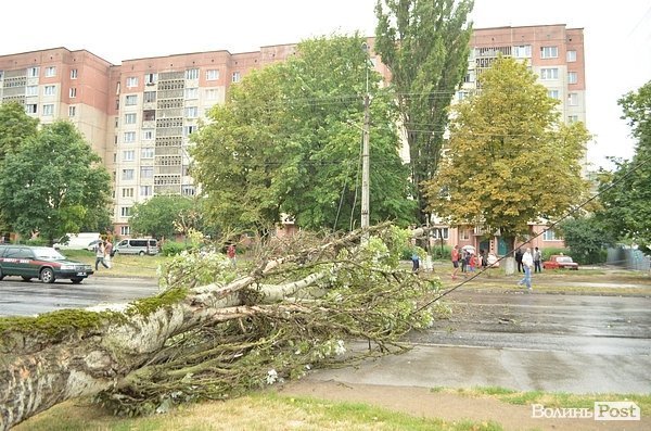 У Луцьку вітер звалив дерево на стовп: лінії електропередач валяються на дорозі. ФОТО. ОНОВЛЕНО