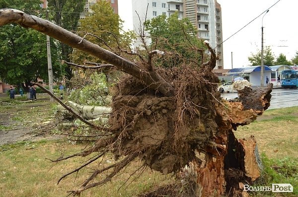 У Луцьку вітер звалив дерево на стовп: лінії електропередач валяються на дорозі. ФОТО. ОНОВЛЕНО