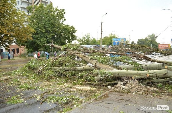 У Луцьку вітер звалив дерево на стовп: лінії електропередач валяються на дорозі. ФОТО. ОНОВЛЕНО