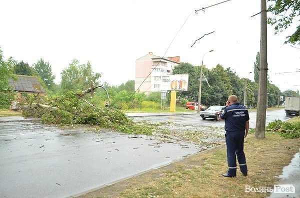У Луцьку вітер звалив дерево на стовп: лінії електропередач валяються на дорозі. ФОТО. ОНОВЛЕНО