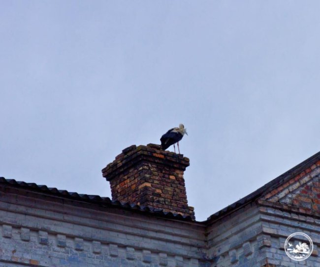 До Чорнобиля вперше за 20 років повернулися білі лелеки